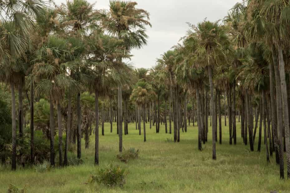 lines of palm trees with no other vegetation in sight