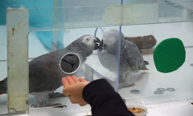A pair of African grey parrots exchanging tokens as part of the study. 
