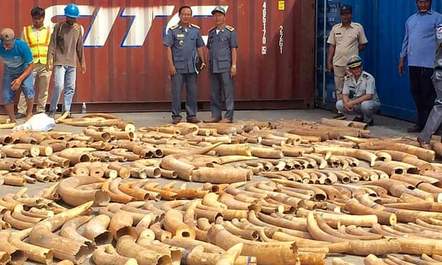 Cambodian customs officials looking at ivory seized from a shipping container at the Phnom Penh port. 