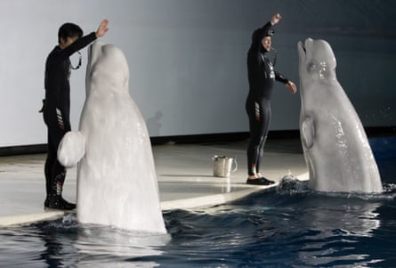Little White and Little Grey perform during a show at Ocean World, Shanghai.