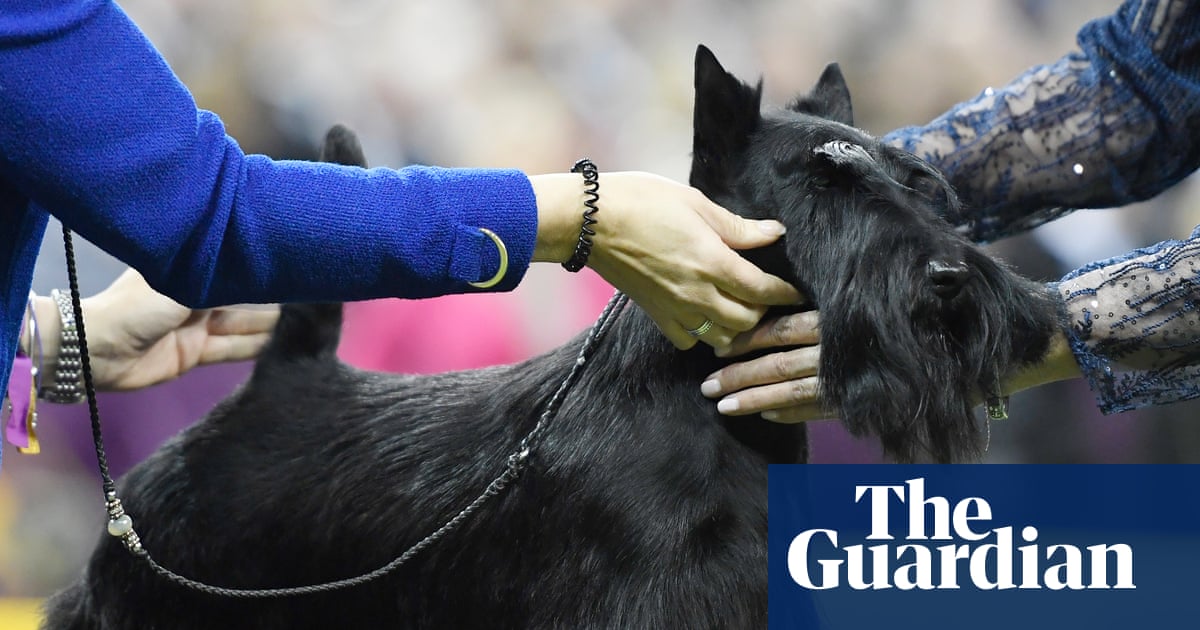 Dog days for Scotties as registrations of terrier fall to all-time low