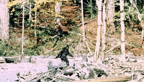 A monkey-like creature said to be Bigfoot, walking in a forest between fallen trees