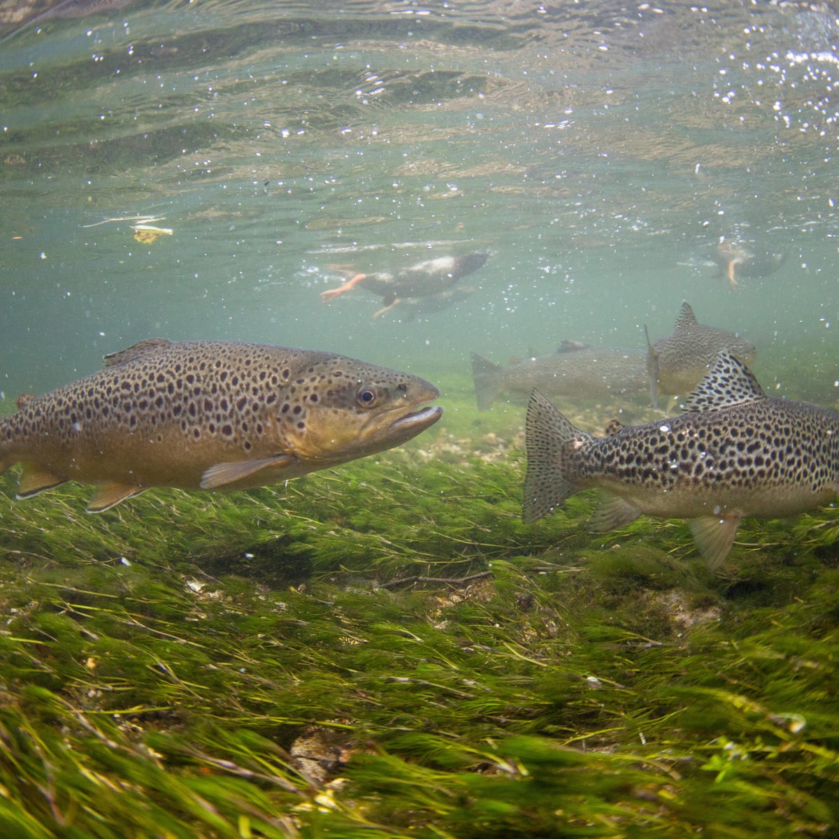 Fish In River River Fish In Water