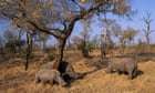 South African rhino poaching halves in six months thanks to Covid-19 lockdown