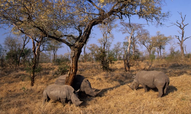 White rhinos in Kruger national park in South Africa where poaching declinedin the first half of 2020 . 