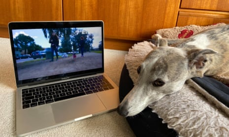 ‘I started to feel like I was corrupting her by making her watch’ … Rebecca's dog Lyra tunes out of DOGTV.