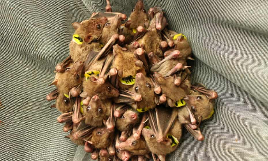 Egyptian fruit bats, common to Africa and the Middle East, are social creatures that often call to each other as they interact. But the calls they make as they huddle together to roost are almost impossible to tell apart by human ear.