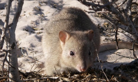 Do you know your keystone - Bush Heritage Australia