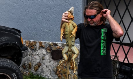 Snake hunter Jim McCartney pulls a live
                        iguana from a cage in Delray Beach, north of
                        Miami.