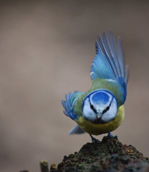 Blue tit in the woods near me