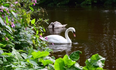 Swans on the Wharfe near Wetherby.