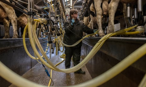 Friesian cows are milked at PHR Farms in Ashford, Kent. A man in protective clothing stands in a corridor between rows of cows linked to milking machines, with plastic tubes looping across the foreground.