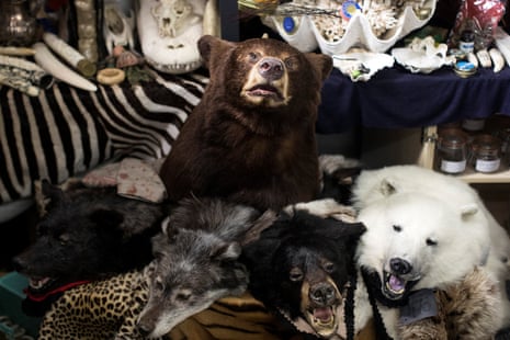 Taxidermy of endangered species seized by UK Border Force officers at Heathrow Airport and held at Custom House near Heathrow in London