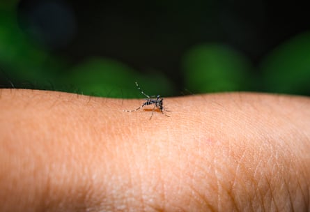 close-up of a mosquito on a person’s skin outside