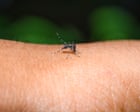 Rise in dengue fever outbreaks across the Pacific driven by the climate crisis, experts say