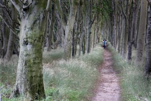 A boulevard of old beech trees near Kap Arkona.