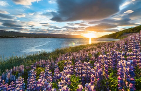 Fields of lupins beside a sea inlet, and the midnight sun in northern Iceland