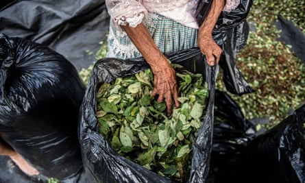 A coca farmer works with coca leaves in Rosario district, Ayacucho department, Peru.