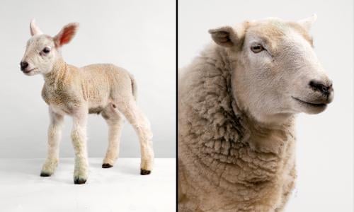 When ewe were young: what can cute baby animals teach us about ageing? |  Photography | The Guardian
