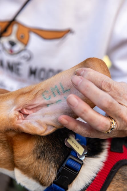Laurie Smith shows off a beagle’s tattoo at Beaglefest in North Carolina. Each Envigo beagle bears a tattoo on the inside of their ears, which signifies the facility location and their date of birth.
