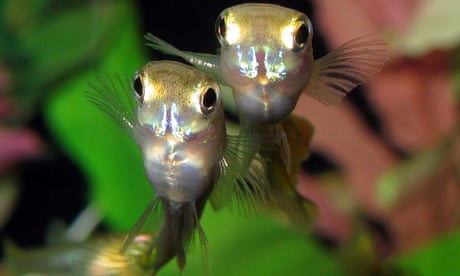 Two guppies