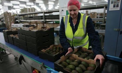 Avocados for Marks &amp; Spencer are labelled using a laser.