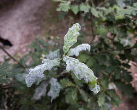 Thin white powder on foliage