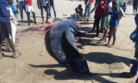 A pilot whale washed up on the beach in Gunjur