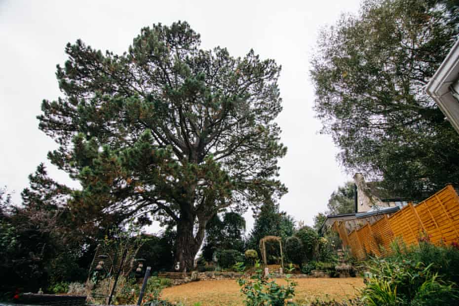 The Batheaston black pine was planted by a suffragette in 1909.
