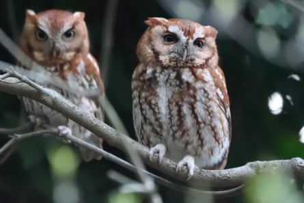 Two screech owls, male and female