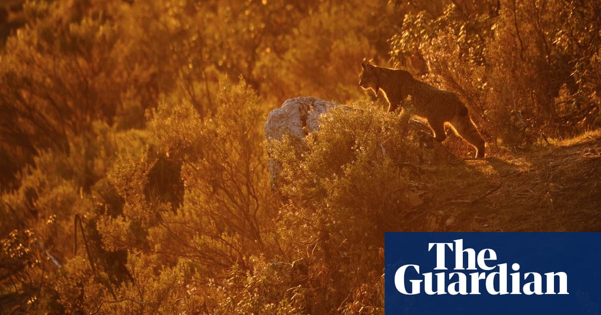 2020 GDT European wildlife photographer of the year – winners