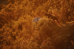 Young photographers (up to 14 years of age) winner: Backlight An Iberian lynx at sunset in the south of Spain