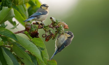 Blue tits feeding on aphids.