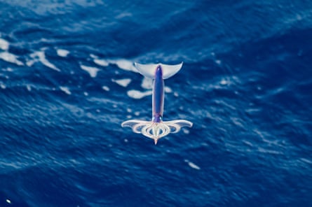 A neon flying squid in mid-air over the sea