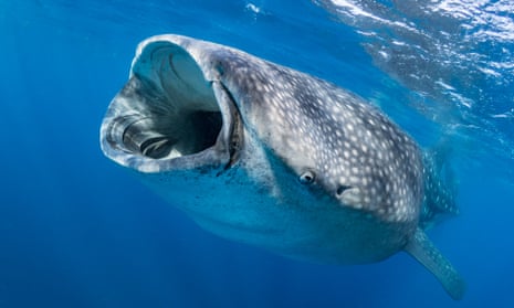 Whale sharks were added to the IUCN Red List of endangered species in July 2016. They are killed by ship propellers and fishing fleets – particularly in China and Oman. 