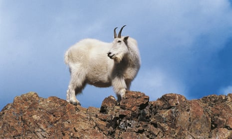  Mountain Goat (Oreamnos americanus) on rocks in Yukon, Canada.