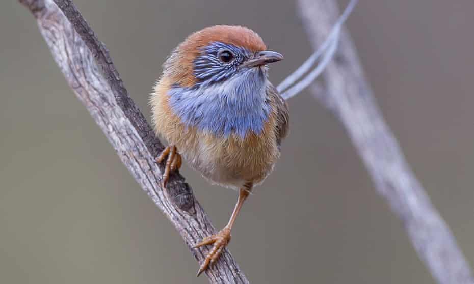 ‘These birds might disappear’: Mallee emu-wrens are among the birds whose songs have been recorded for Songs of Disappearance. The birdsong album has reached the top five Australian album chart.