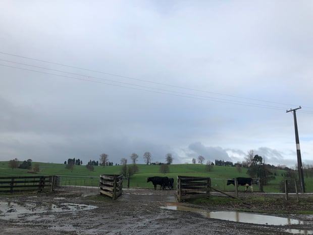 Cows on a muddy track in front of the grassy hills of the paddock grave
