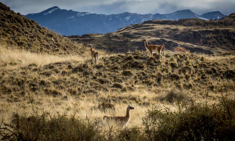 Guanaco in the grasslands of Patagonia.