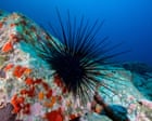 Sea urchin species on brink of extinction after marine pandemic