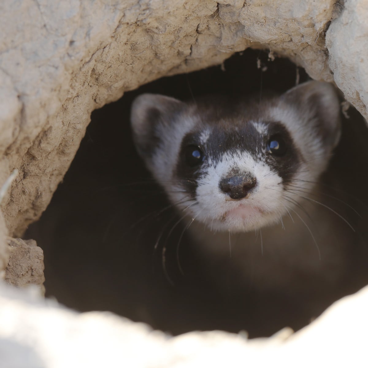 Furtive ferret: one of North America's rarest mammals turns up in Colorado  garage | Colorado | The Guardian
