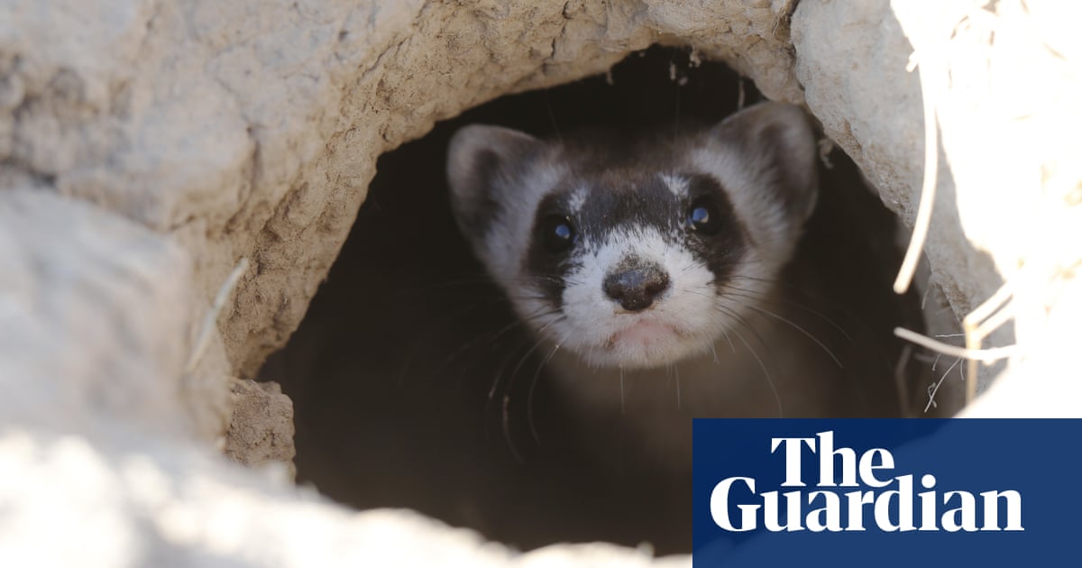 Furtive ferret: North America’s rarest mammal turns up in Colorado garage