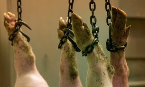 Pigs in an abattoir