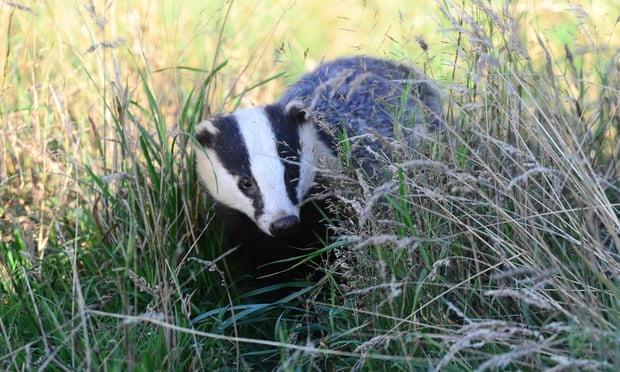 A Dorset badger