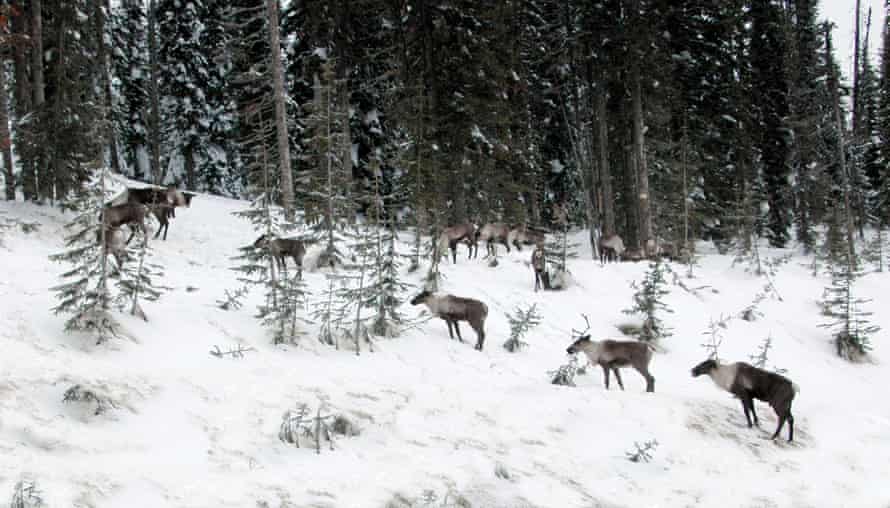 A photo of the now extirpated ‘South Selkirk’ Caribou herd.