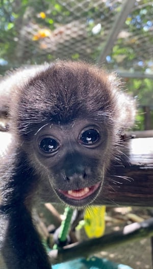 O órfão Smillo, um dos milhares de macacos bugios que ficam órfãos a cada ano por causa de linhas de energia sem isolamento, é cuidado em um centro de resgate administrado pelo Centro Internacional de Resgate de Animais na Costa Rica.