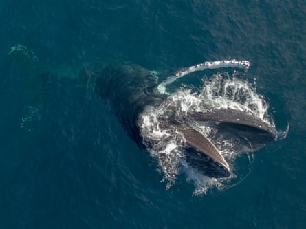 A whale pictured just off the Copacabana Central Coast in 2024, taken by Whale Tales on board photographer