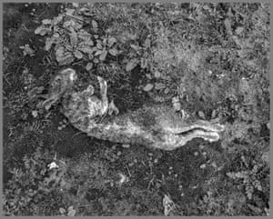 A decaying body of a rabbit surrounded by plants
