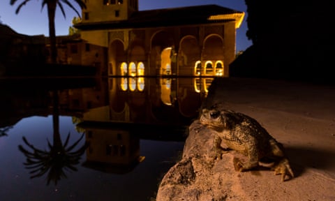A spiny common toad (Bufo spinosus) keeps watch over the Alhambra palace