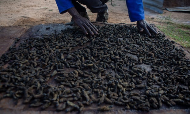 ジンバブエのブラワヨにある自宅で、ミミズを金属板の上に置いて乾かすモパネのミミズ売り手。